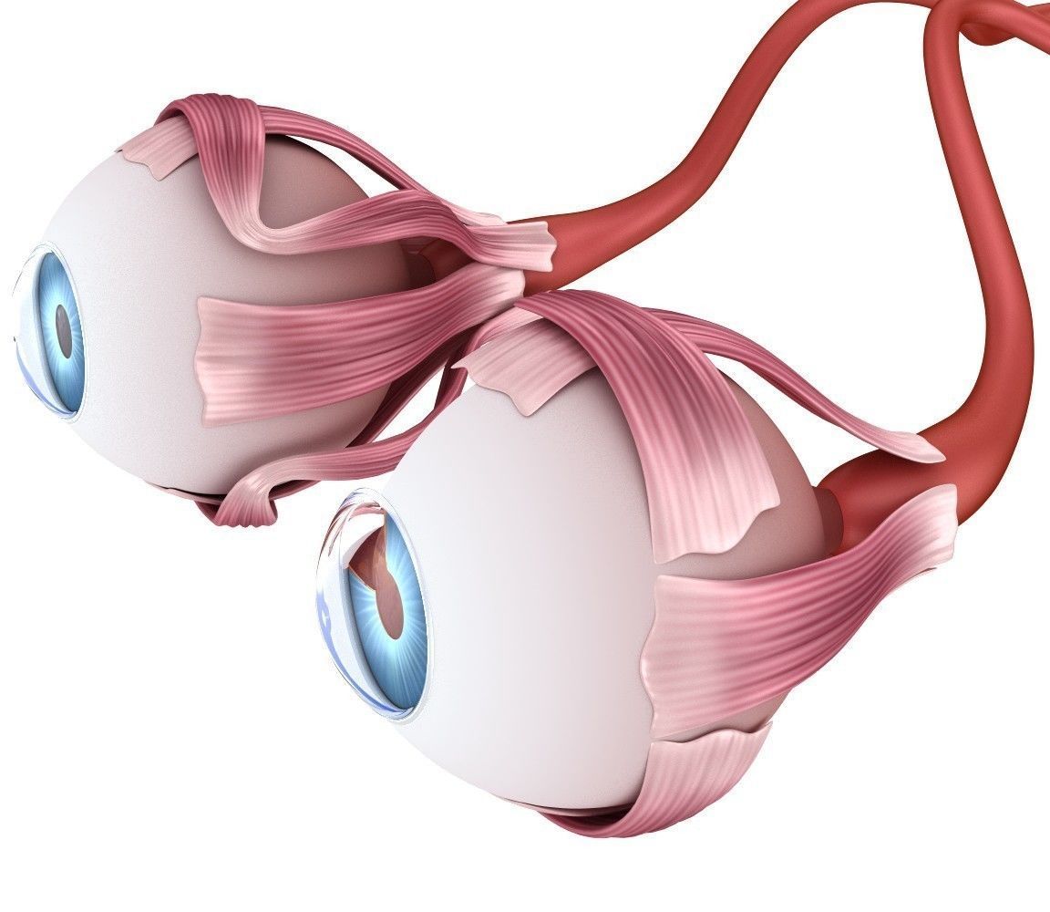 Eye anatomy - inner structure  3D model_4