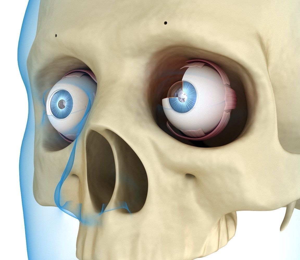 Eye anatomy - inner structure  3D model_8