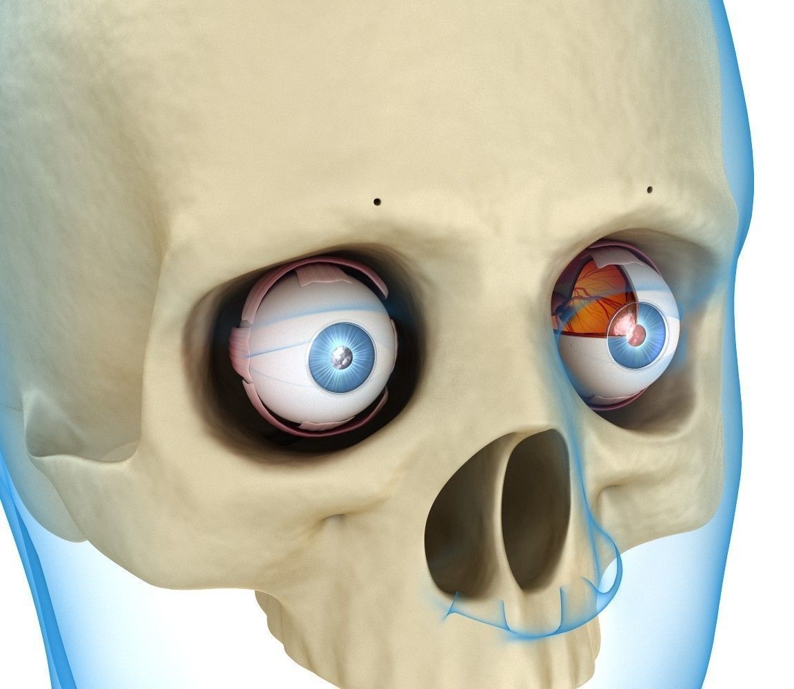 Eye anatomy - inner structure  3D model_2