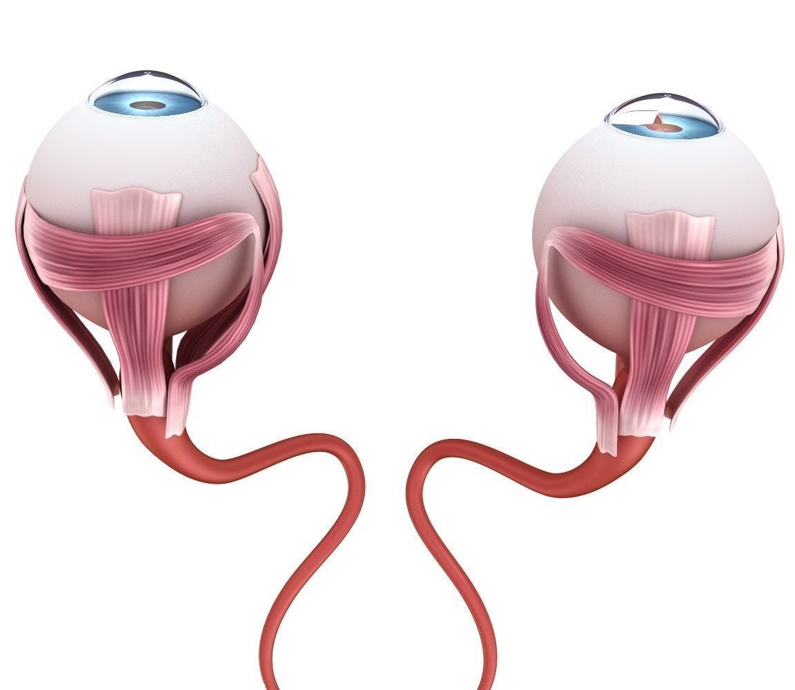 Eye anatomy - inner structure  3D model_6