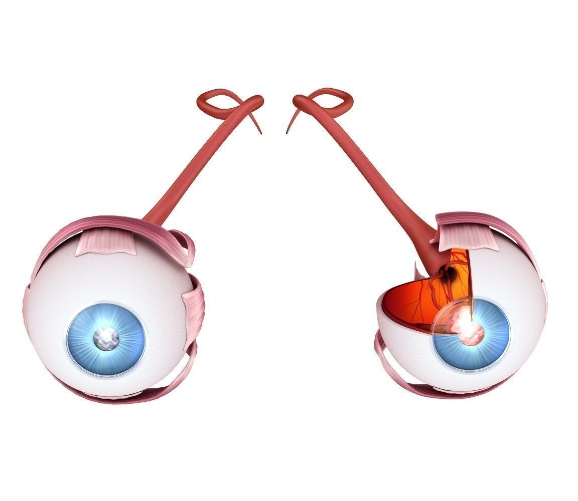 Eye anatomy - inner structure  3D model_1