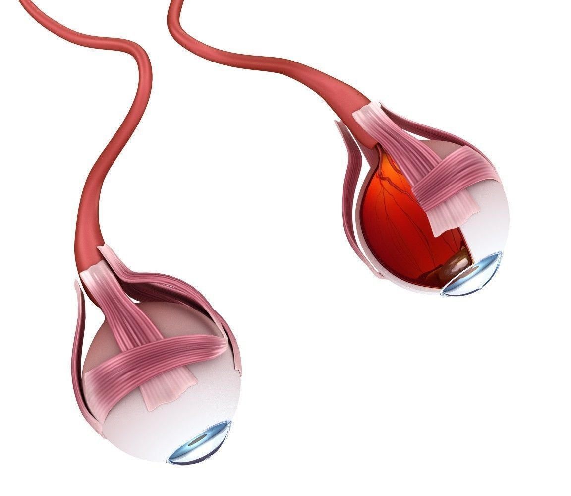 Eye anatomy - inner structure  3D model_5