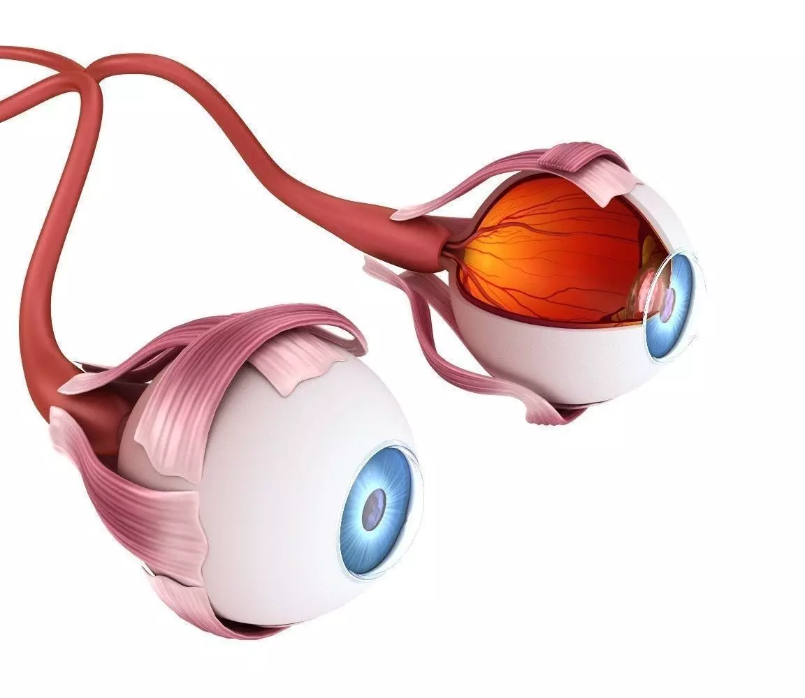 Eye anatomy - inner structure  3D model_0