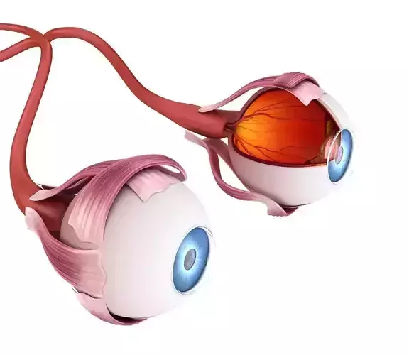 Eye anatomy - inner structure  3D model