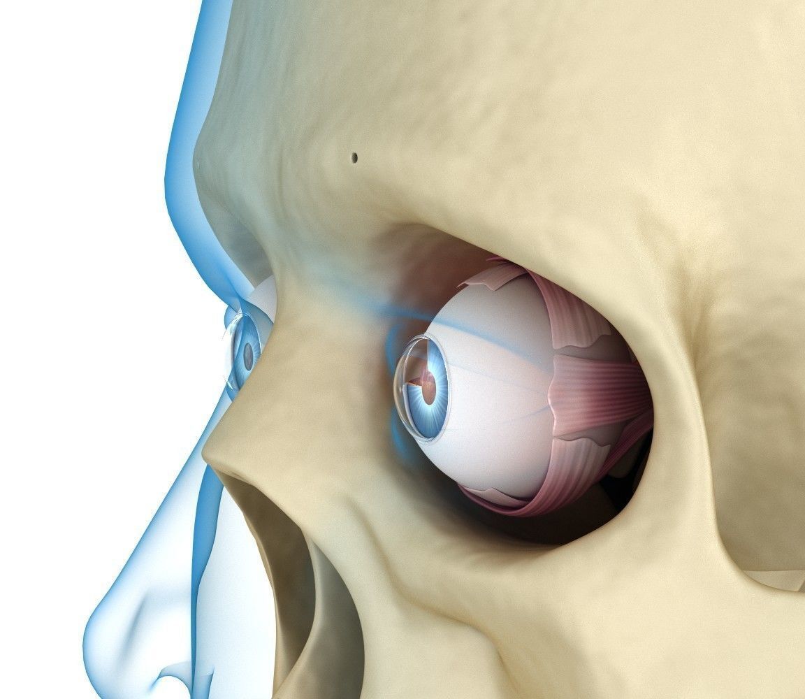 Eye anatomy - inner structure  3D model_11