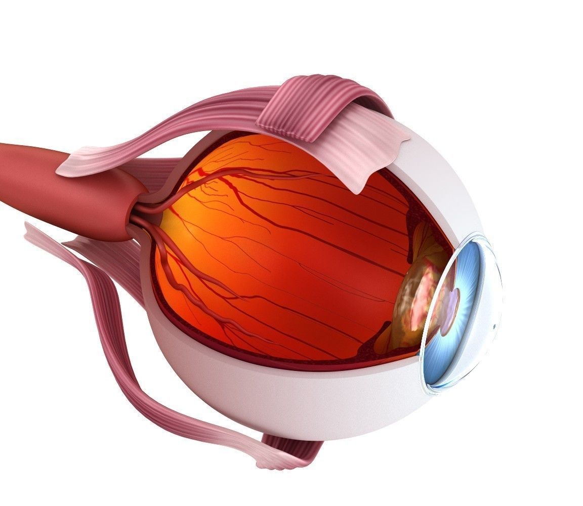 Eye anatomy - inner structure  3D model_3