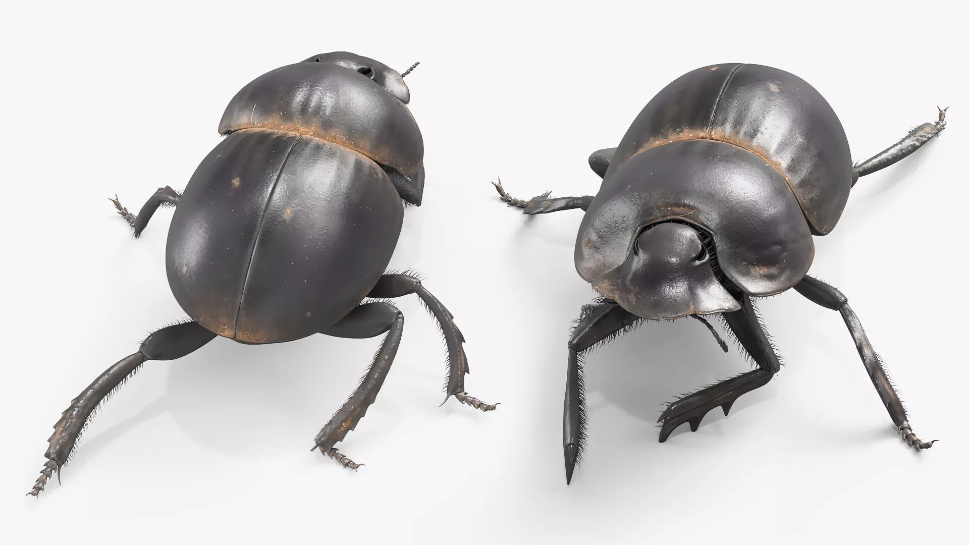 Roller Beetle Walking Fur Animated Rigged For Maya 3D model