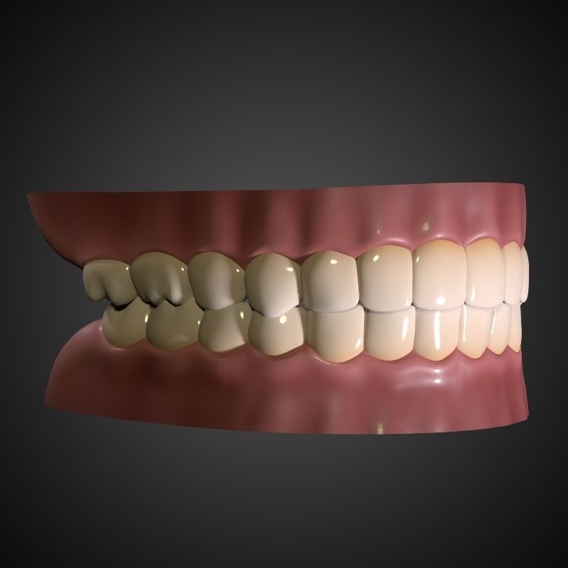 Teeth - Mouth Interior  3D model_7