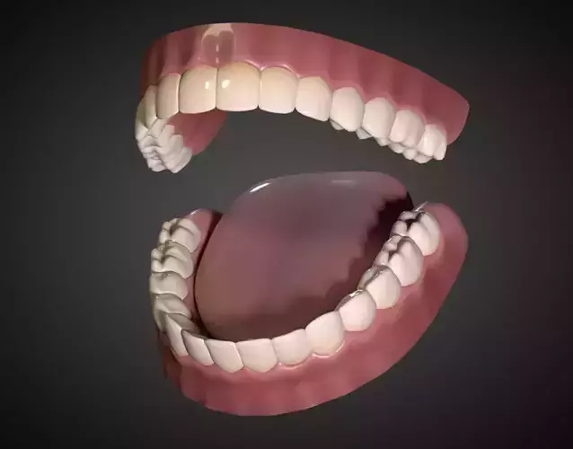 Teeth - Mouth Interior  3D model