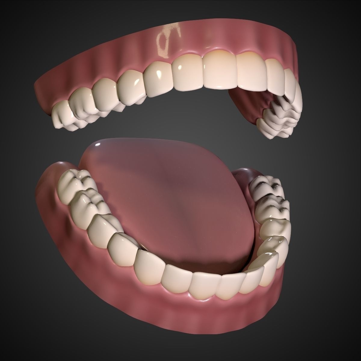 Teeth - Mouth Interior  3D model_2