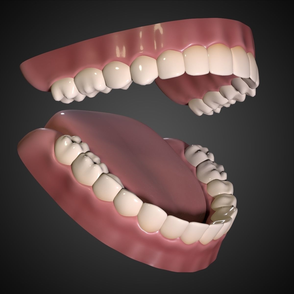Teeth - Mouth Interior  3D model_3