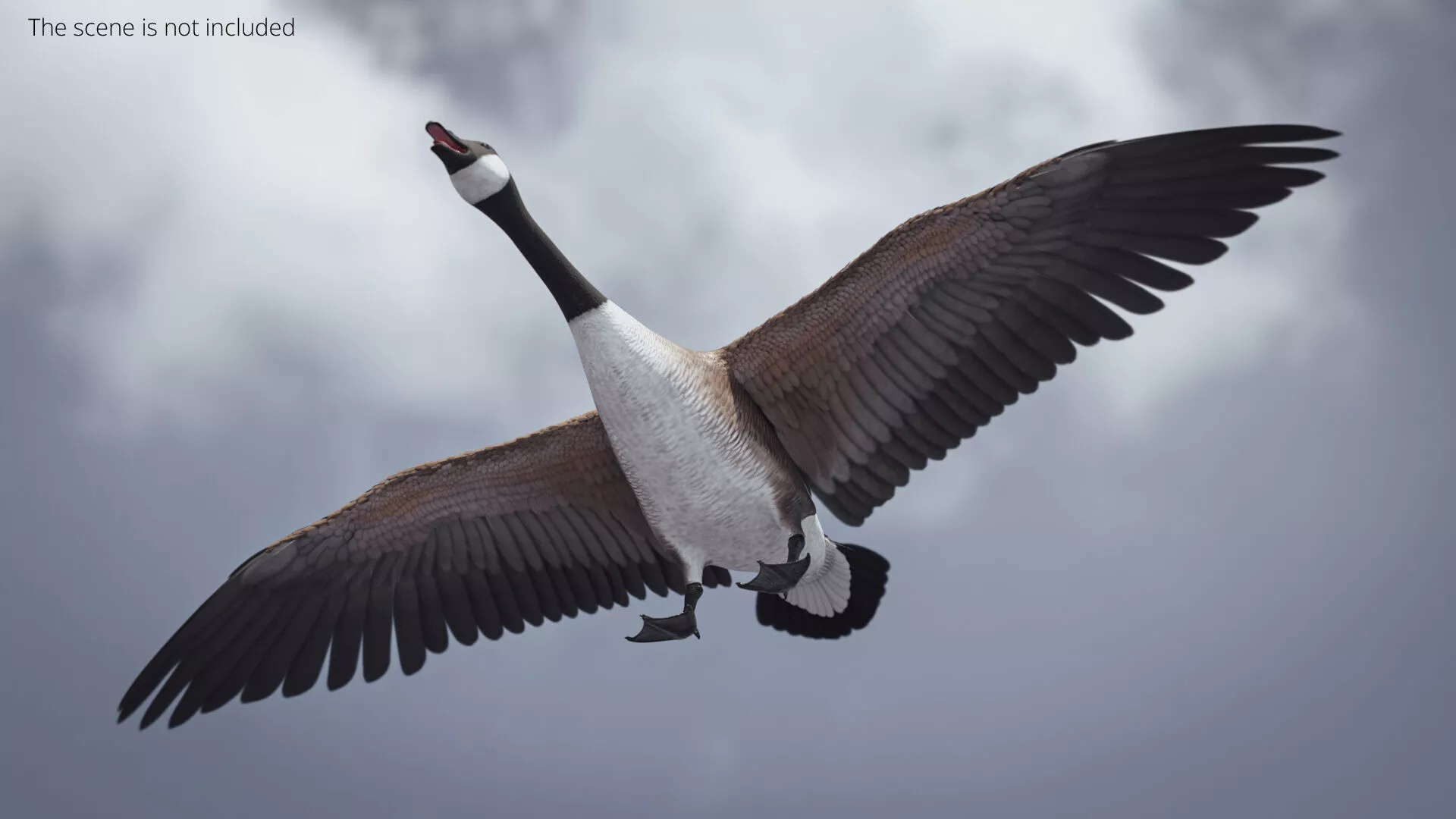 Canadian Goose with Spread Wings Brown Rigged 3D model