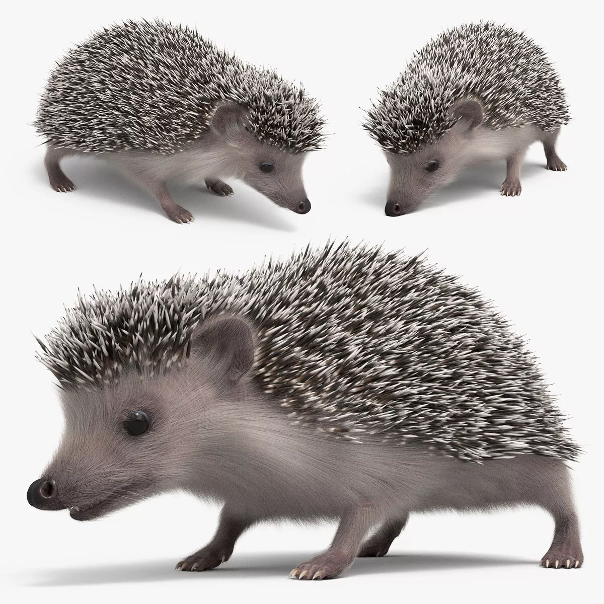 Hedgehog Eating Fur Animated Rigged For Maya 3D model