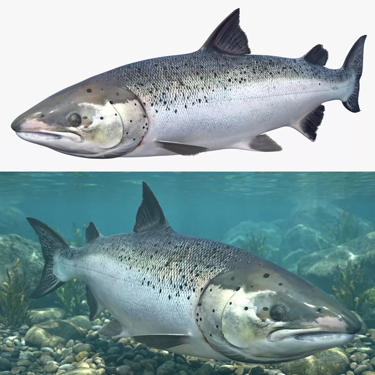 Salmon Swimming Animated Rigged For Blender 3D model