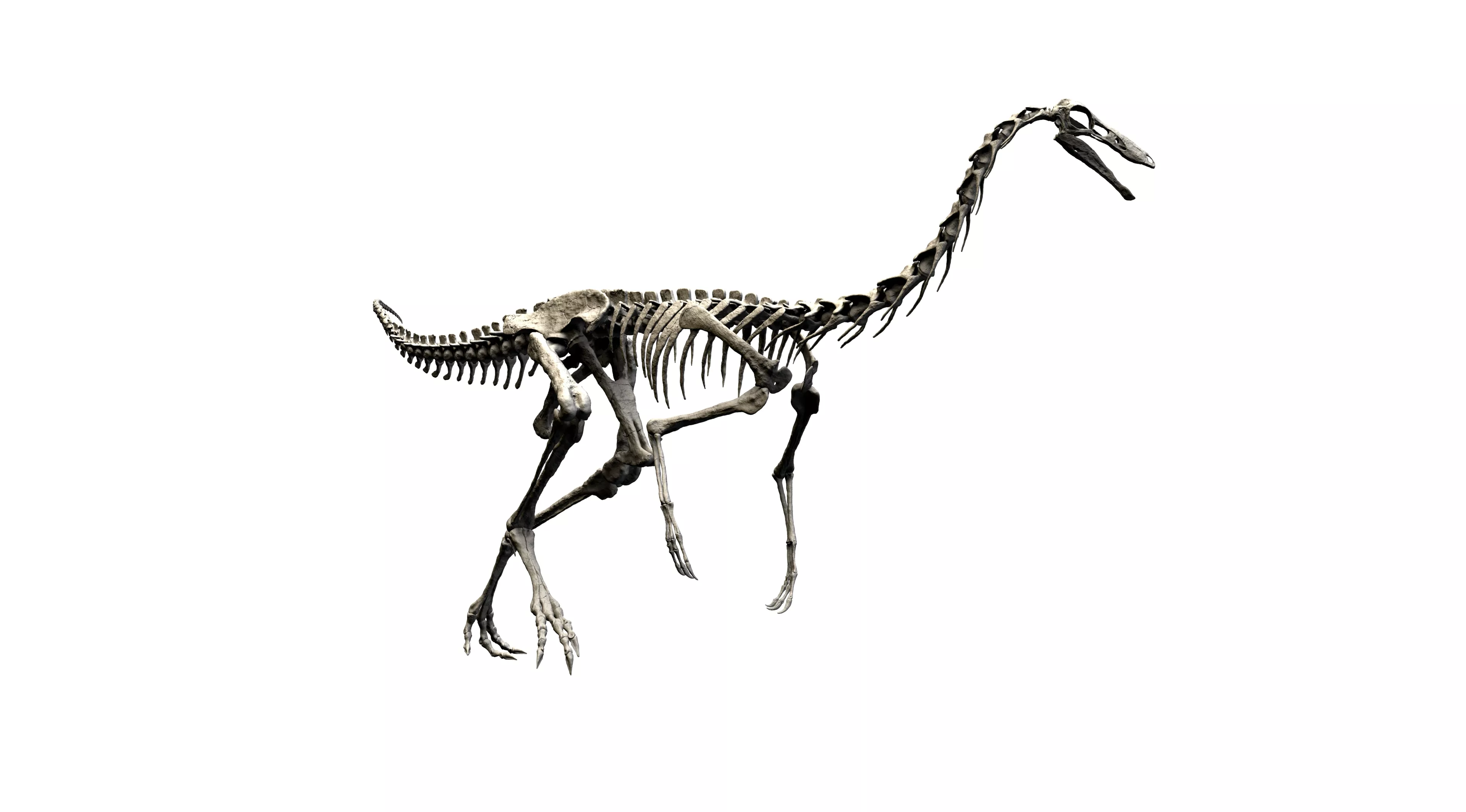 GALLIMIMUS 3D print model