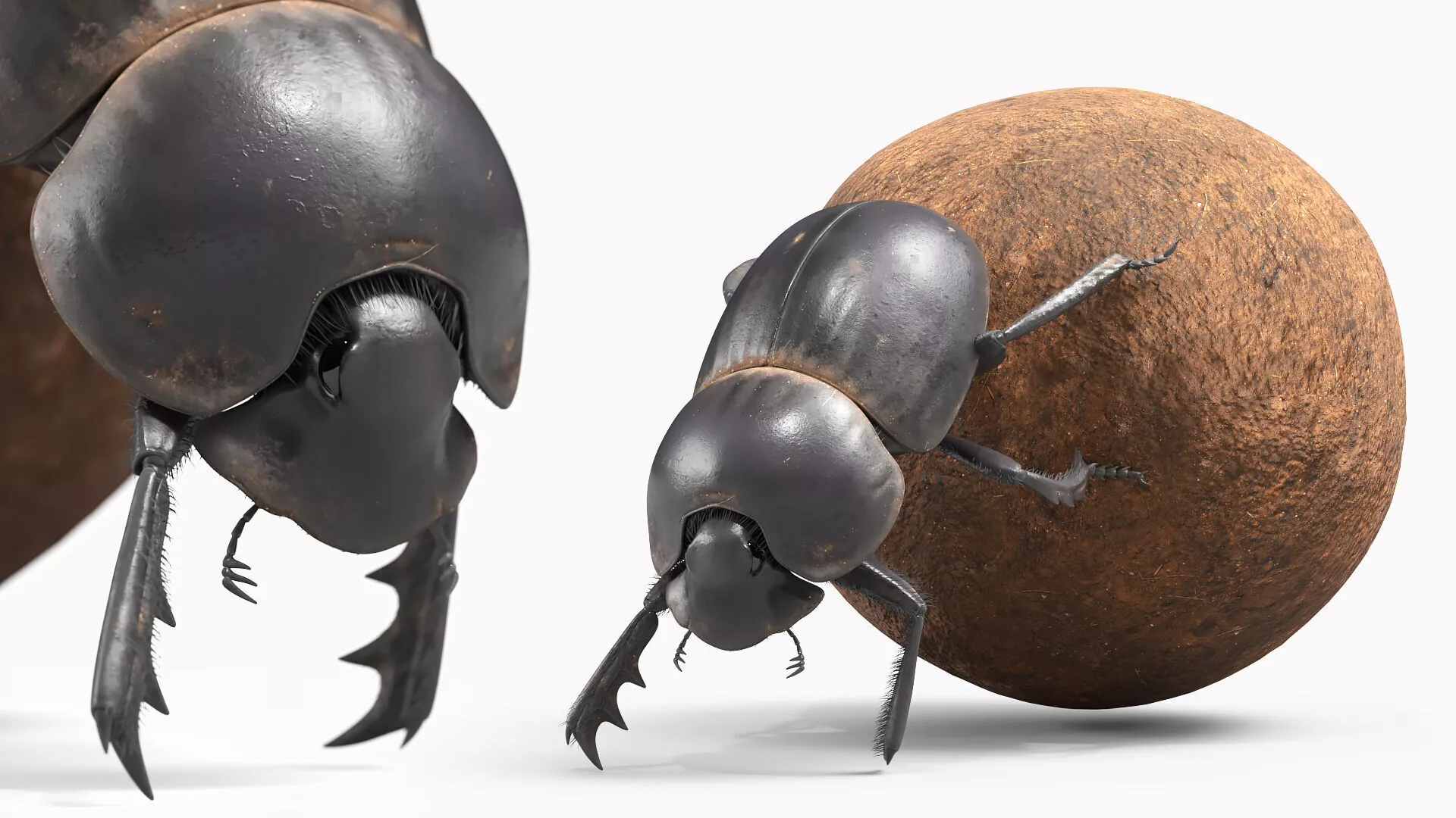 Roller Beetle Falling on Back Fur Animated Rigged For Maya Low-poly 3D model