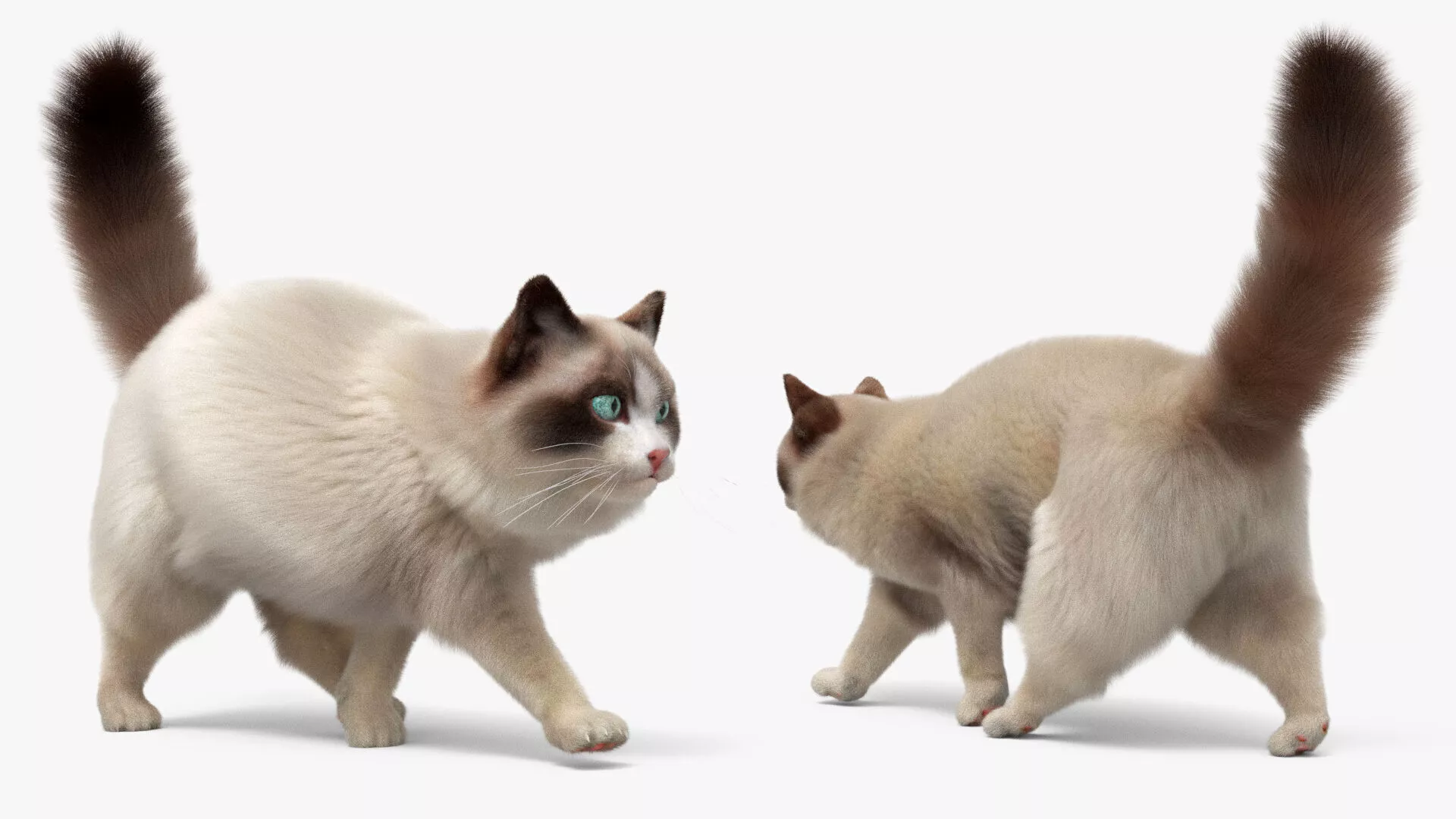 Domestic Cat Fur Rigged For Maya 3D model