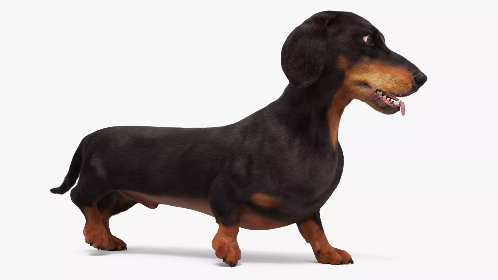 Black Dachshund Dog Fur Set Animation Rigged for Maya 3D model
