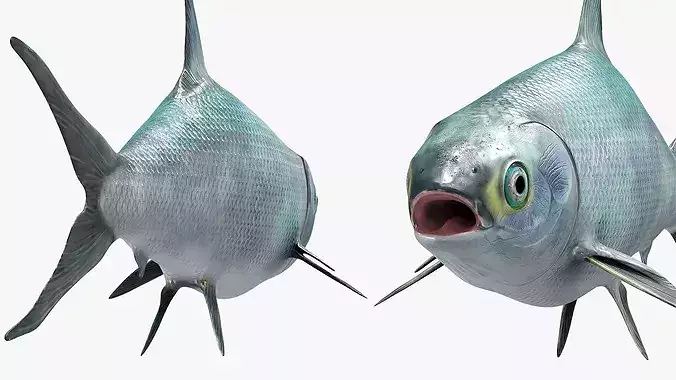 Milkfish Rigged For Maya Low-poly 3D model 4