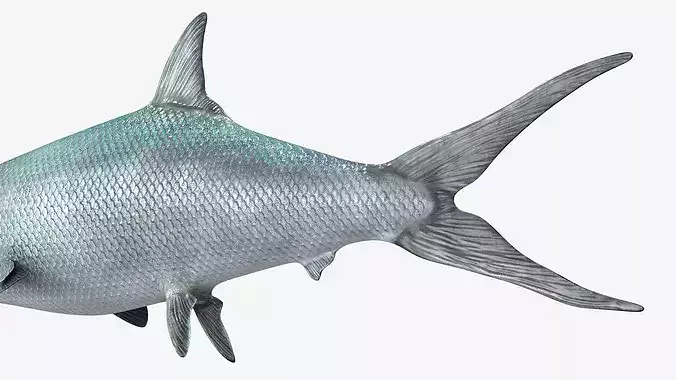 Milkfish Rigged For Maya Low-poly 3D model 7