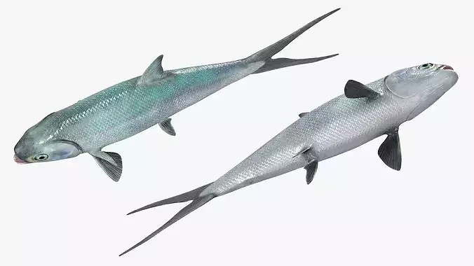 Milkfish Rigged For Maya Low-poly 3D model 5