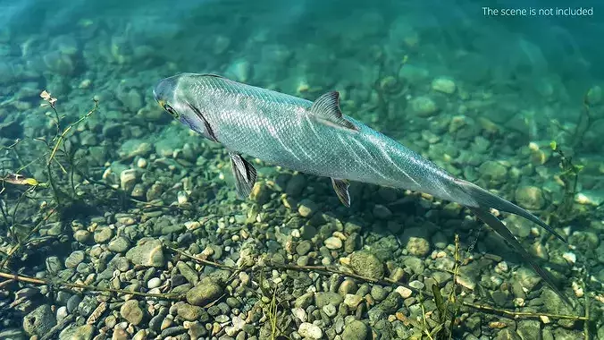 Milkfish Rigged For Maya Low-poly 3D model 3