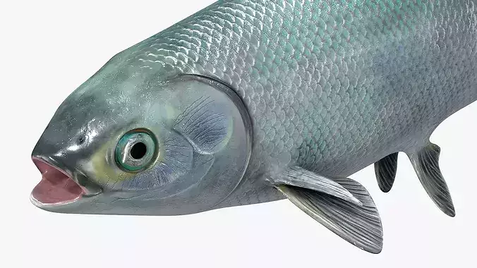 Milkfish Rigged For Maya Low-poly 3D model 6