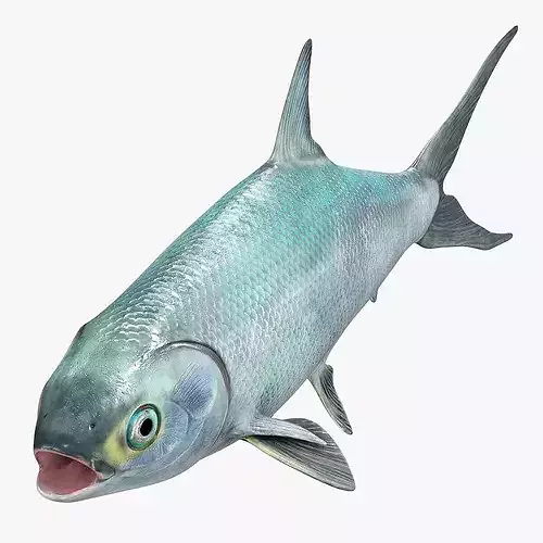 Milkfish Rigged For Maya Low-poly 3D model 2