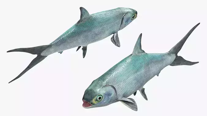 Milkfish Rigged For Maya Low-poly 3D model