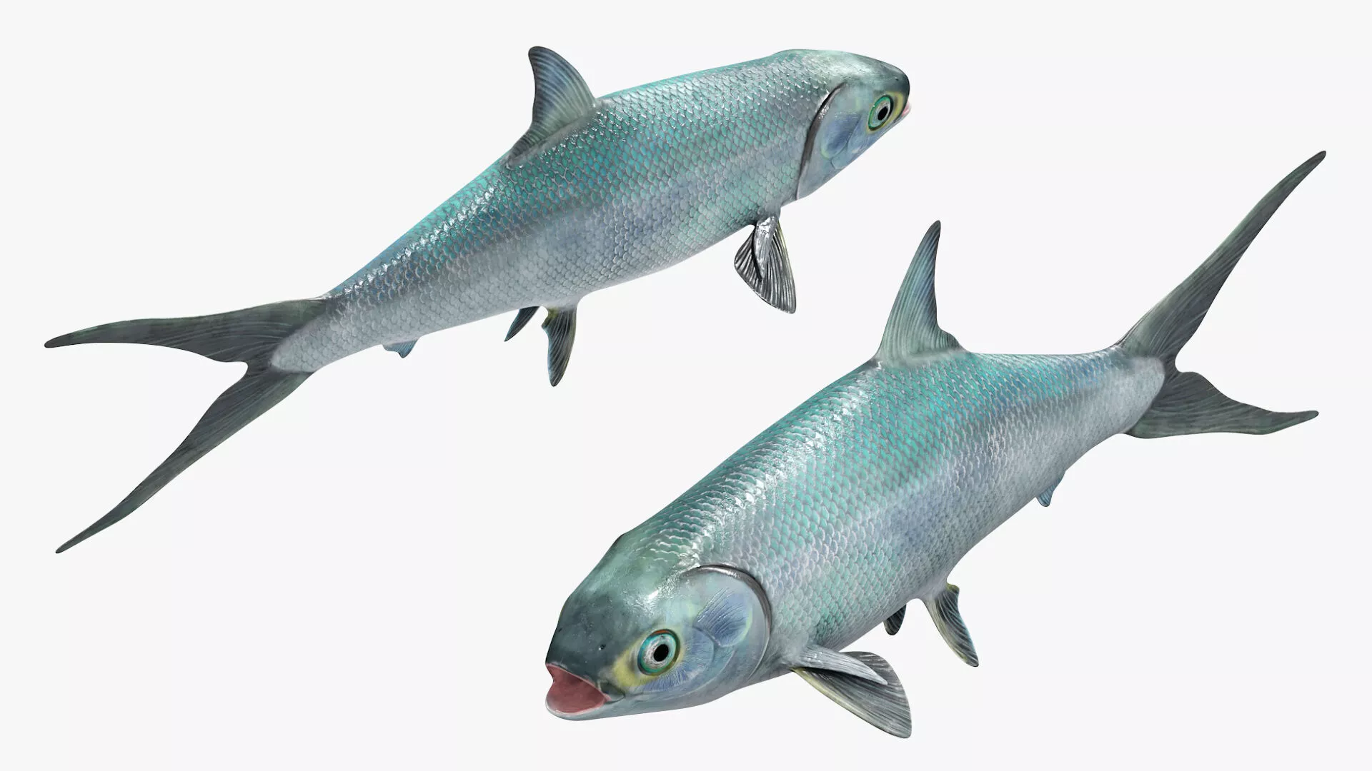 Milkfish Rigged For Maya Low-poly 3D model