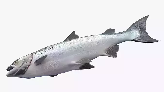 Salmon Rigged For Blender Low-poly 3D model 5