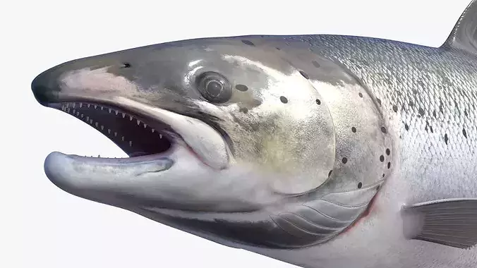 Salmon Rigged For Blender Low-poly 3D model