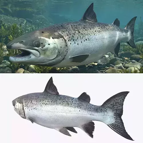Salmon Rigged For Blender Low-poly 3D model 2