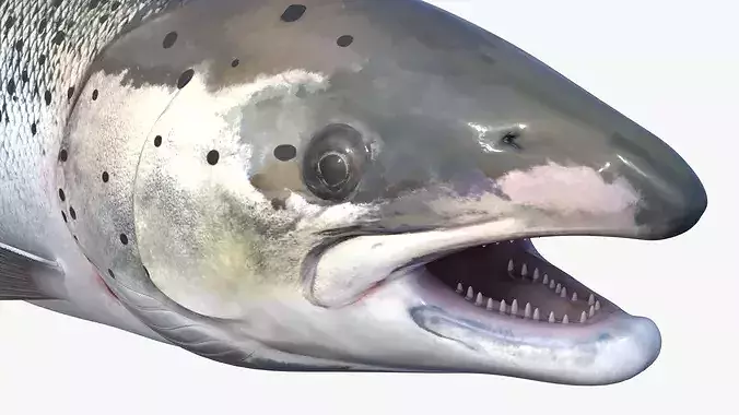 Salmon Rigged For Blender Low-poly 3D model 6