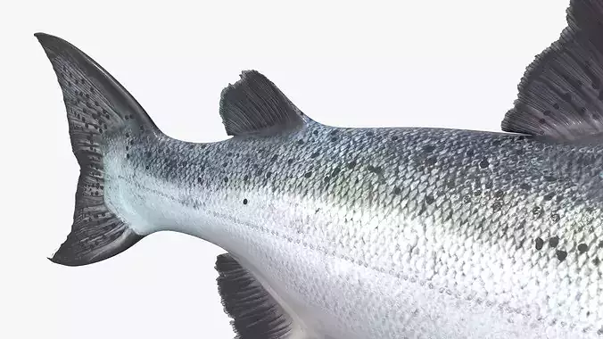 Salmon Rigged For Blender Low-poly 3D model 7