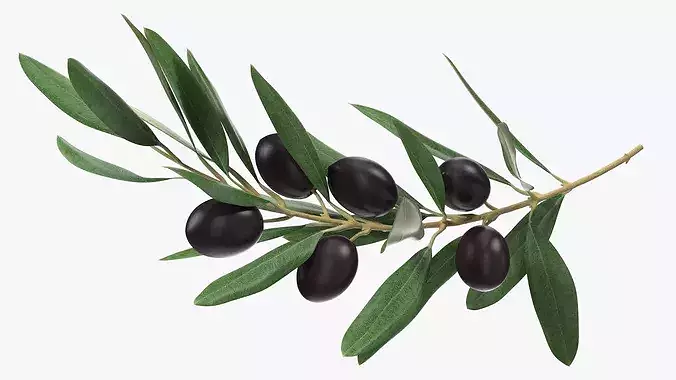 Olive Branch with Dark Olives 3D model 7