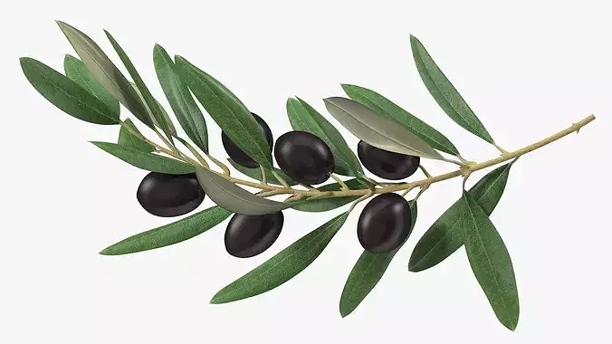 Olive Branch with Dark Olives 3D model
