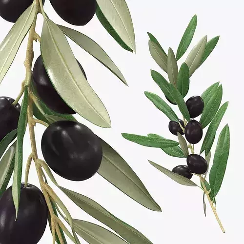 Olive Branch with Dark Olives 3D model 2