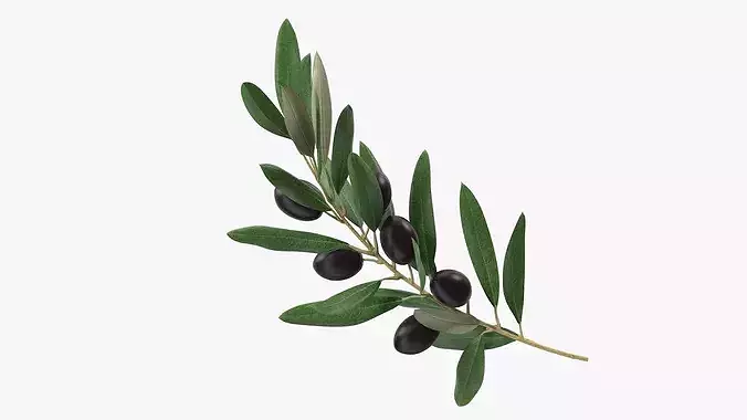 Olive Branch with Dark Olives 3D model 3