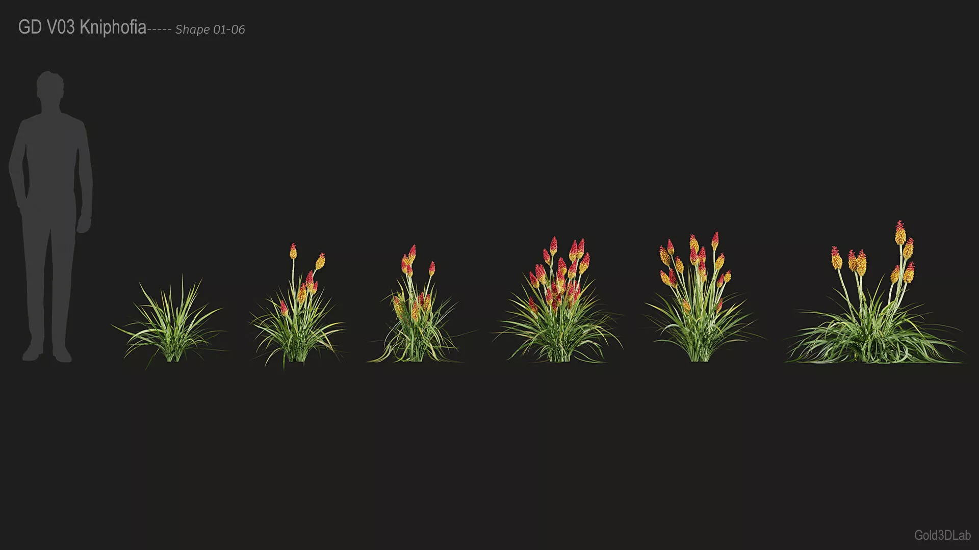 Kniphofia Free 3D model