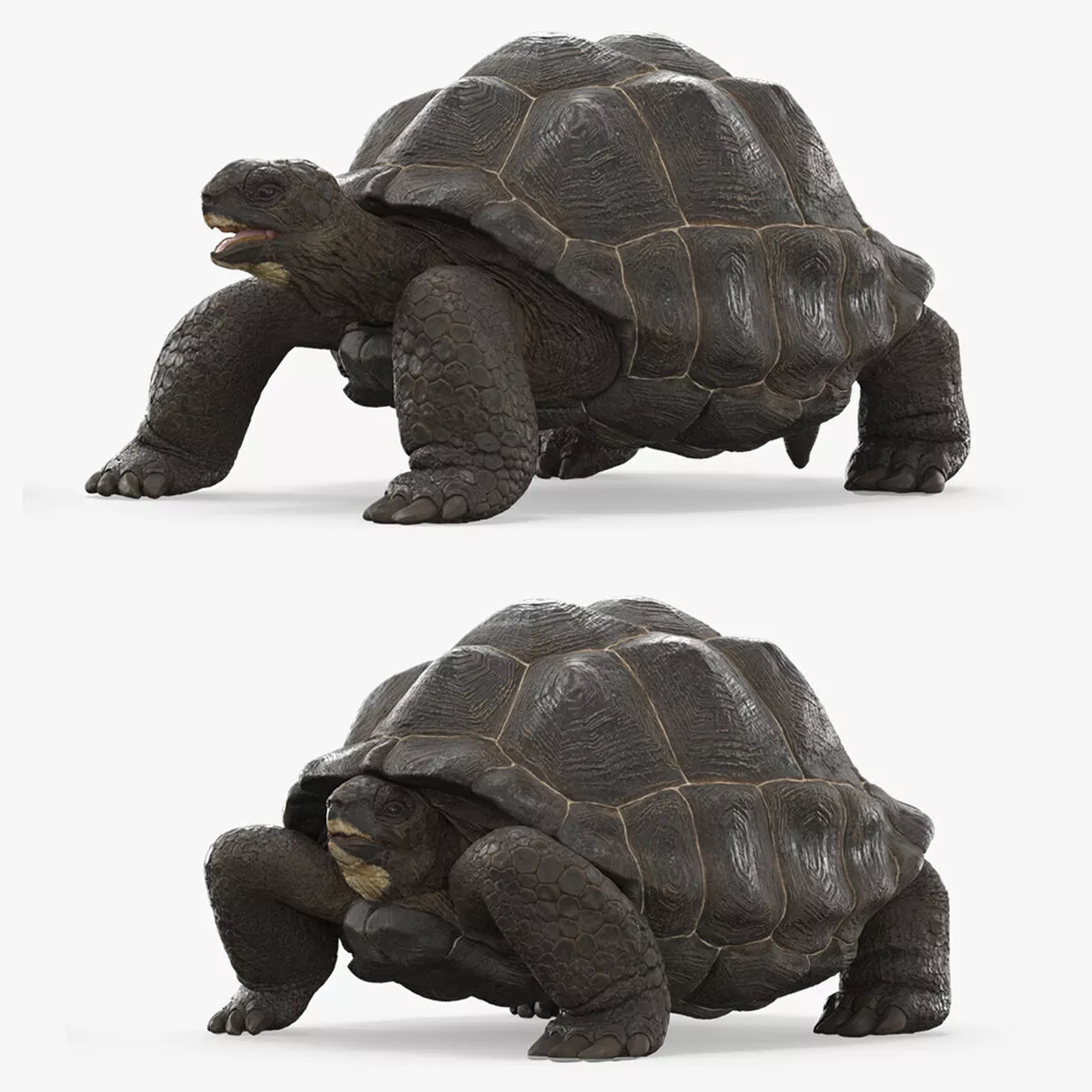Turtle Chelonoidis Niger Set Animated Rigged 3D model