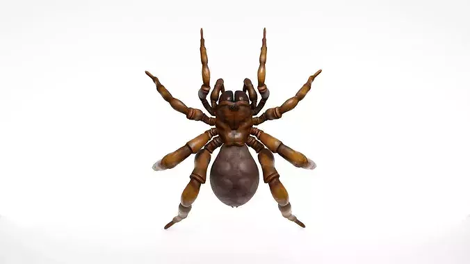 Female Realistic Arachnid Spider 