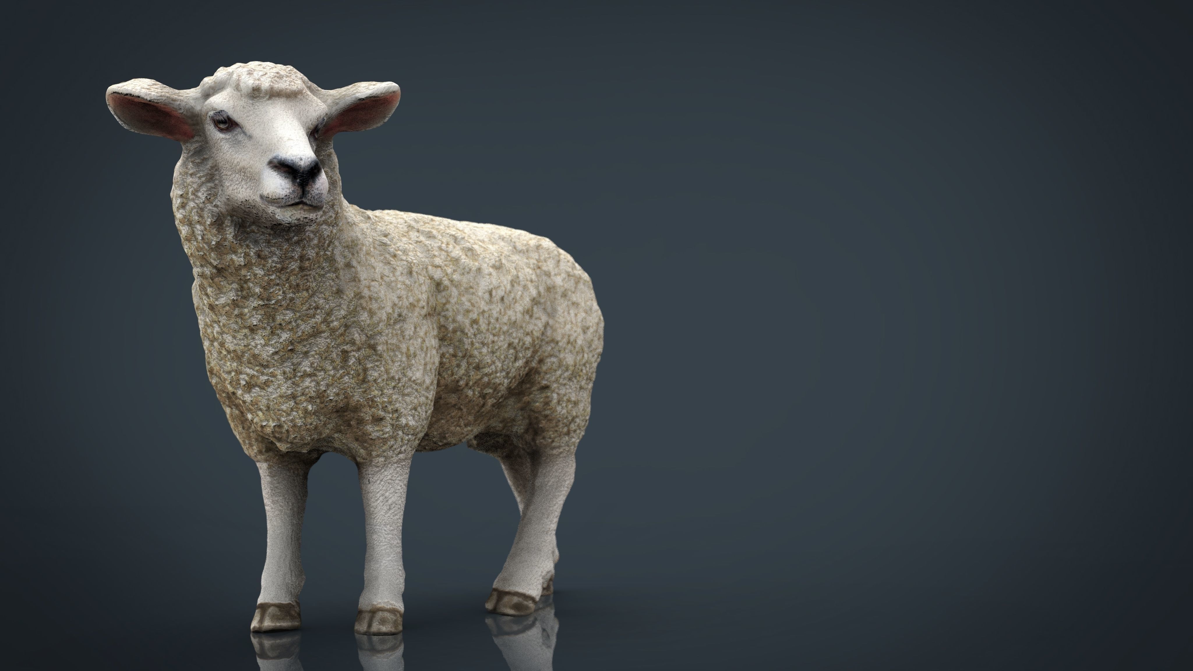 Sheep 2 Low-poly 3D model_5
