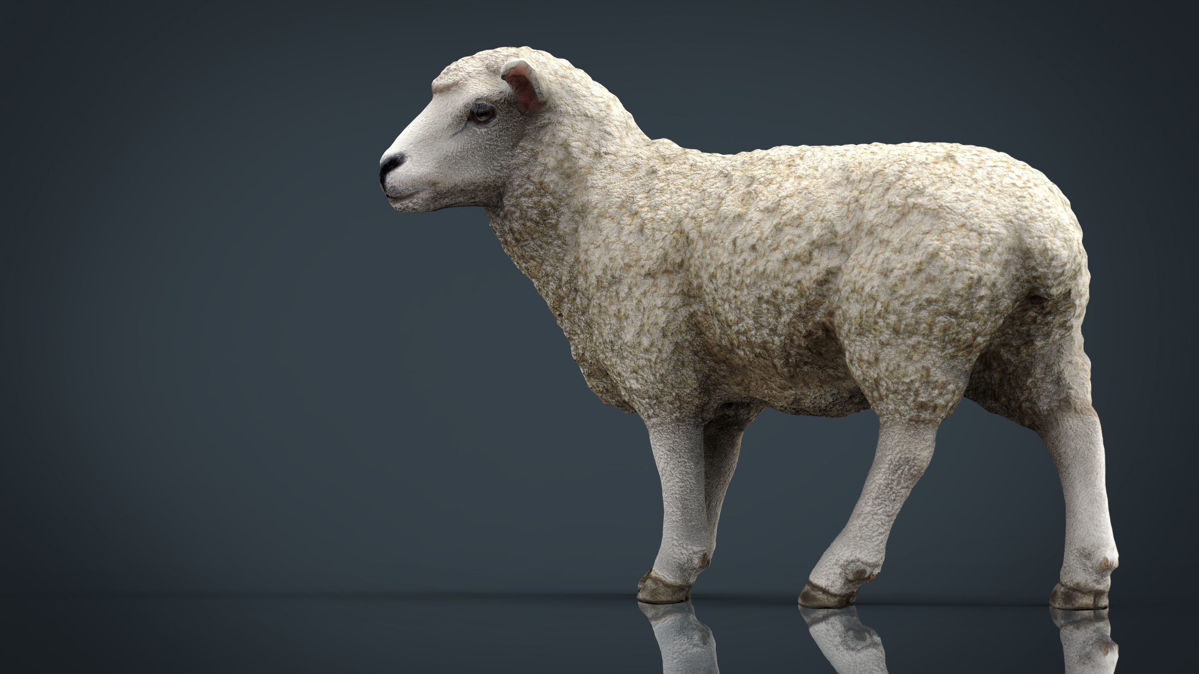 Sheep 2 Low-poly 3D model_7