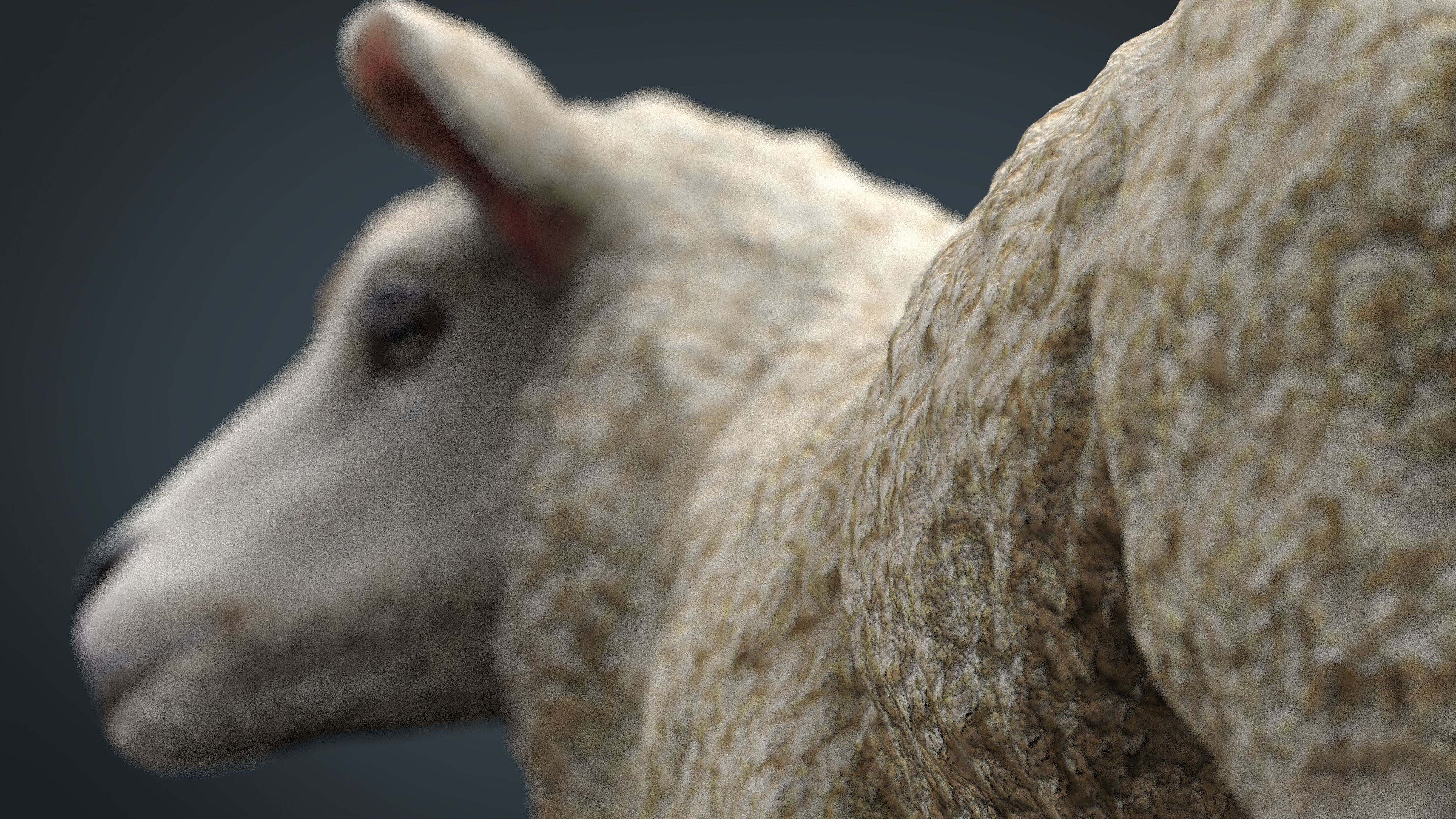 Sheep 2 Low-poly 3D model_16