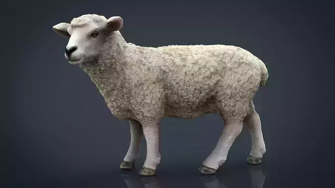 Sheep 2 Low-poly 3D model