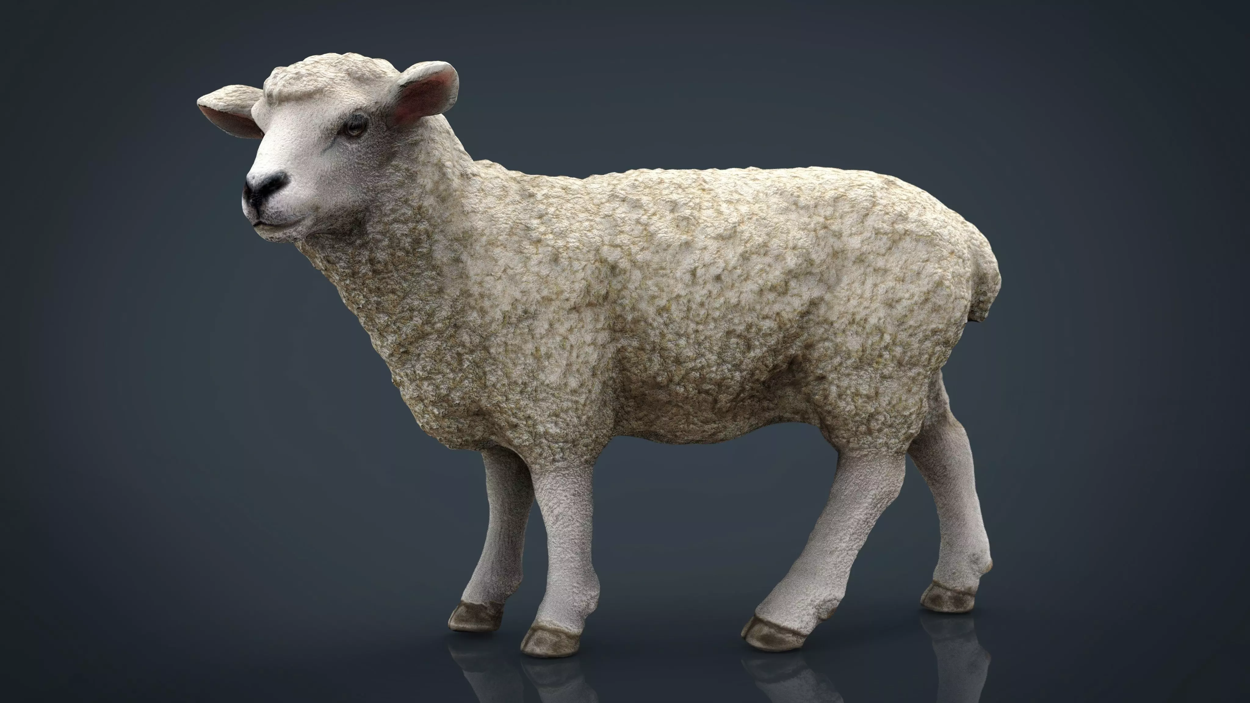 Sheep 2 Low-poly 3D model_0