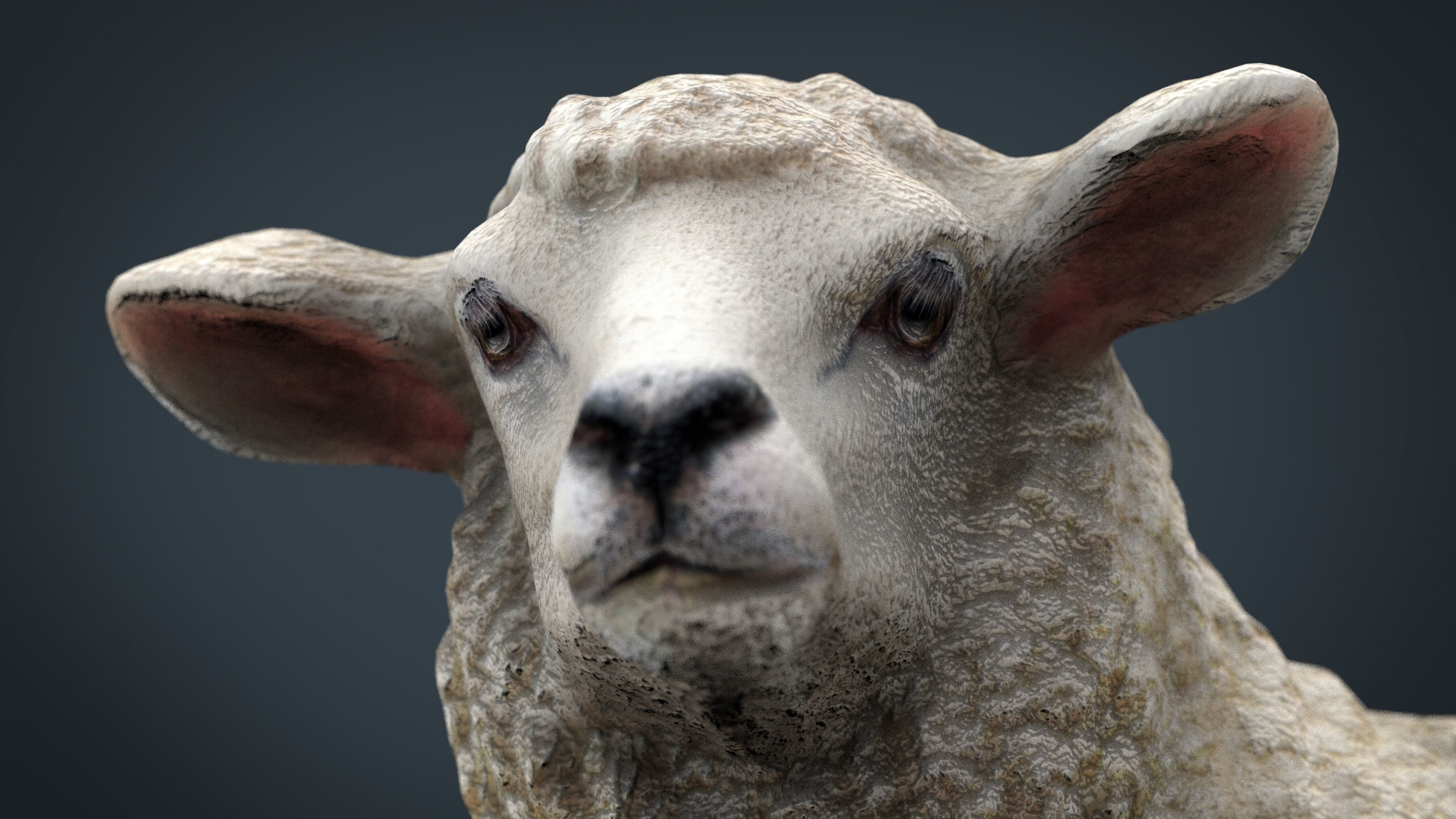 Sheep 2 Low-poly 3D model_6