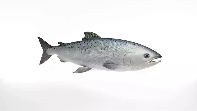 Realistic Atlantic Salmon Fish