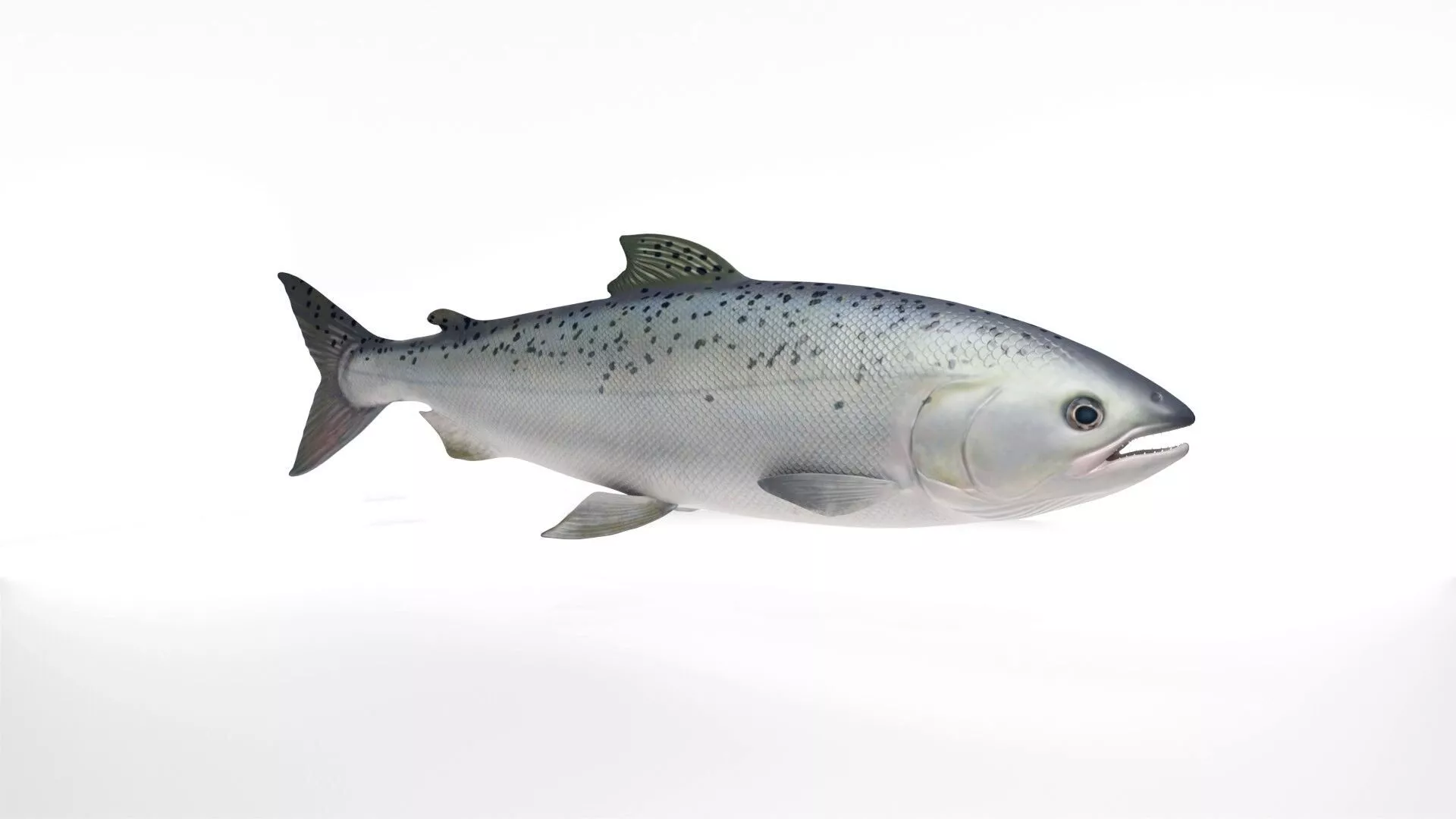 Realistic Atlantic Salmon Fish Low-poly 3D model